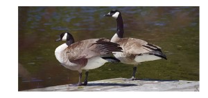 CANADA GEESE